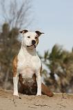 AMSTAFF ADULT 192